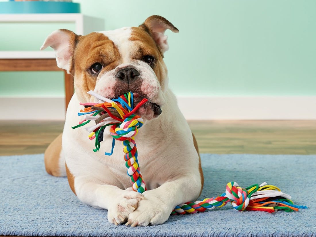 biting toys for dogs